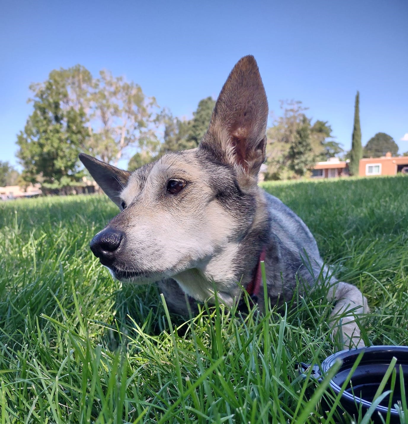 sadie dog image